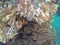 Frogfish 1